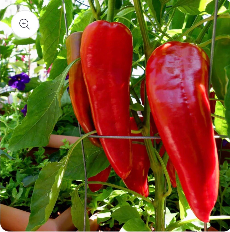 4x Long Red Marconi Rosso Sweet large Pepper Plug Plants. eBay