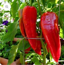 🌶️ 🌶️ Sweet Red Pepper “Marconi Red” – 6x Strong Plugs. LIMITED OFFER