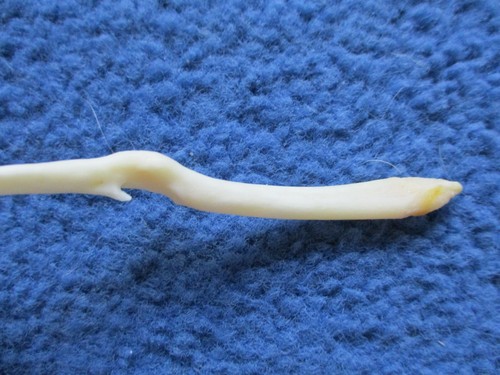 Real Raccoon Baculum Penis Unique BROKE & HEALED oddity RARE FREAK  N3
