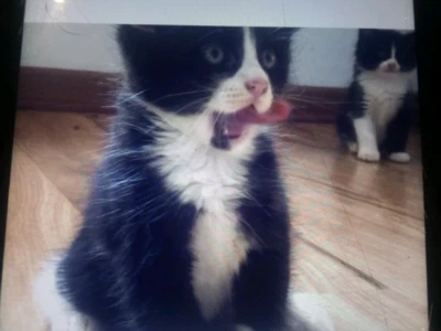 kittens for sale ragdoll