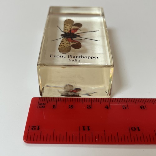 Echte Käfer und Insekten Taxidermie exotische Planthopper Glas Harz Block - Bild 8 von 11