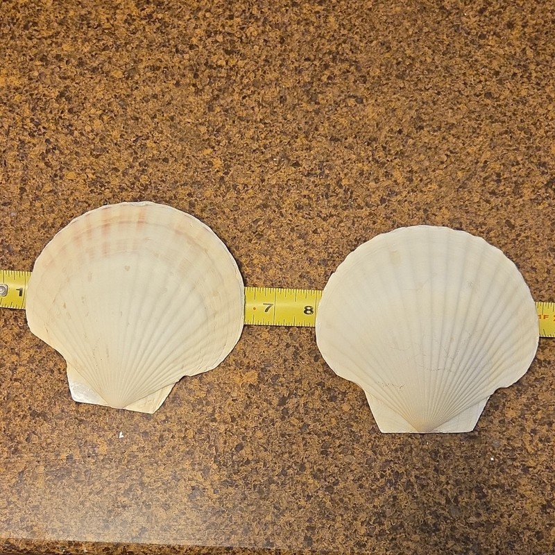 Pair Large White Scallop Shells about 5 Inch Collectible Display