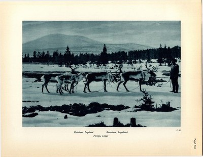 Kupfertiefdruck : Renntiere. Poroja. Lappland. Finnland, Suomi. M. J.: