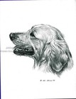 # 64 Golden Retriever portrait dog art print * Pen and ink drawing * Jan Jellins