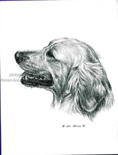 # 64 GOLDEN RETRIEVER portrait dog art print * Pen and ink drawing * Jan Jellins