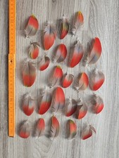 25 x rot blau grüne❤️💙💚 Vogelfeder Papageienfeder Feder Papagei Ara bastel