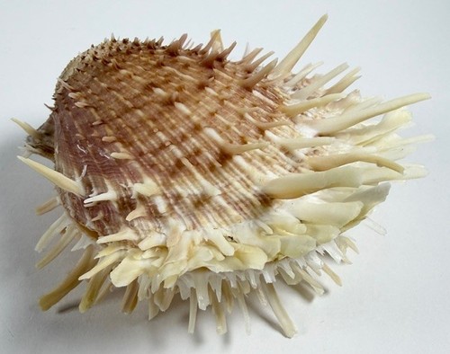 Spondylus Variegatus Sea Shell Large 97.3mm Thorny oyster shell w/label