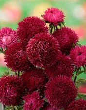 Aster Amethyst seeds, 0,2g Aster seeds, organic seeds  85 TRACK  