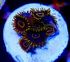 Black Hornet Zoanthids Coral 6p Frag Saltwater Aquarium Coral Sale