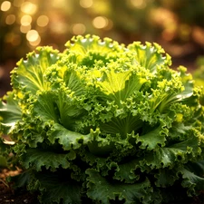 1500 LETTUCE BUTTERLEAF SEEDS SALADS GARDEN HEIRLOOM MICROGREENS FREE SHIPPING