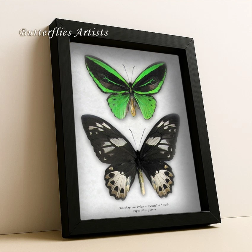 特コレクションシリーズ激レアOrnithoptera tithonus ssp. Ornithoptera Butterfly for sale | eBay