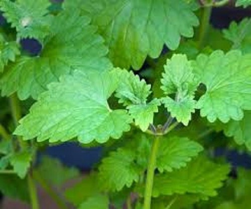 Fresh US Grown Perennial Organic Catnip (Nepeta Cataria) 25 Potent Leaves