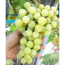 T212A (1) Sugar Sweet Bare Root Vine Seedless Large Green Crunch Table Grape