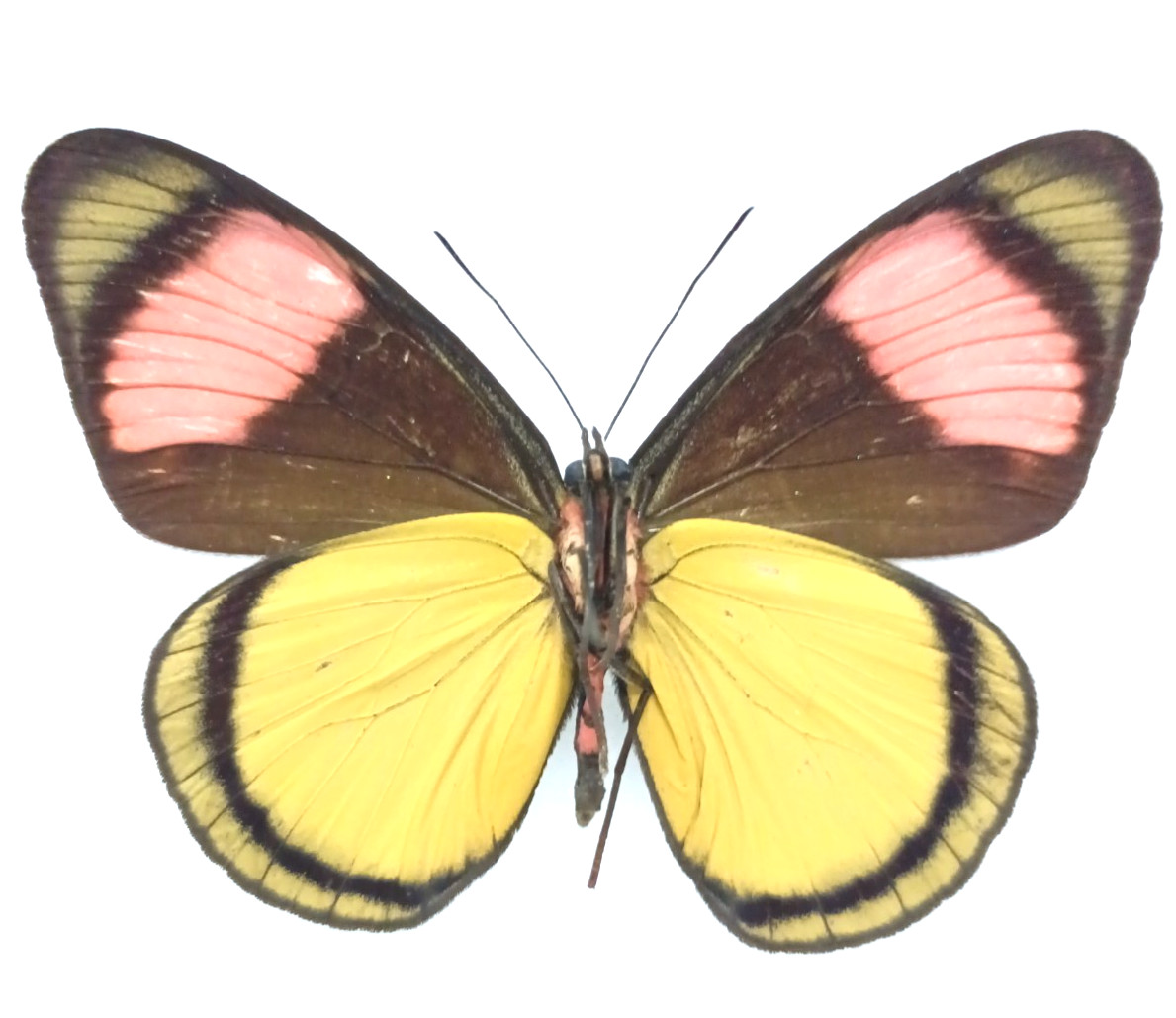 Beautiful Batesia hypochlora, the arlequín butterfly, A1/A1-
