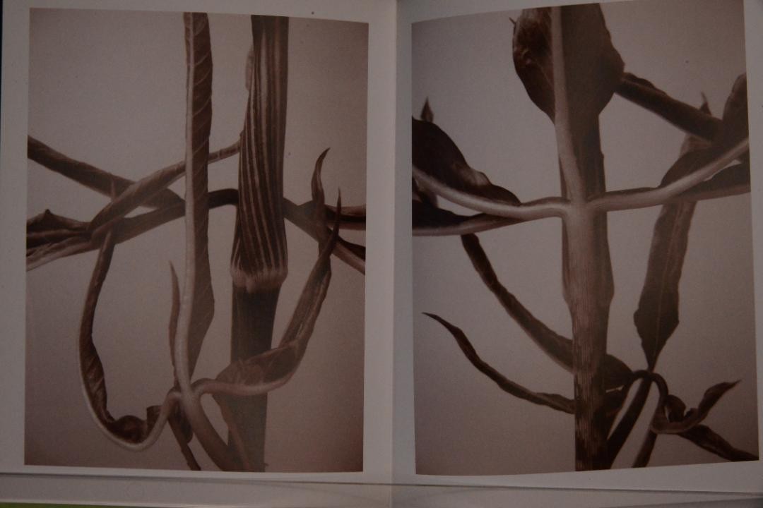 Ron Van Dongen Angustatum Signed Photo Book Flower Series