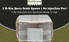 Sterilized Rye Berry Grain Spawn – 1 lb Bag (No Injection Port)