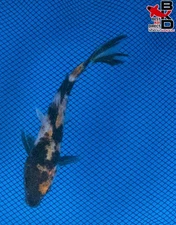 6" SHOWA Live Koi Fish Garden Pond 11/13