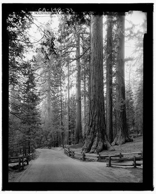 Wawona Road Yosemite Village California 1920s Sequoia Trees Road HABS