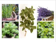 350 SEMI DI ERBE AROMATICHE IN MIX DI 5  VARIETA' - + OMAGGIO