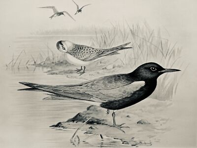 c1896 Antique Bird Print THE BLACK TERN (SUMMER) British Birds by F.W. Frohawk