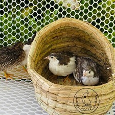 24    10  Plastic Chicken Quail White Wire Fence Mesh Poultry Free Shipping COCKA