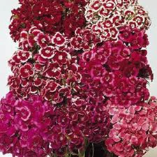 SWEET WILLIAM 100+ SEEDS  BEAUTIFUL CLUSTERS OF FLOWERS