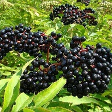 American Elderberry Seeds - 500 Seeds to Plant - Sambucus Canadensis - Non-GMO S
