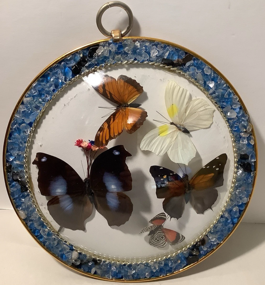 复古蝴蝶标本剥制术| eBay