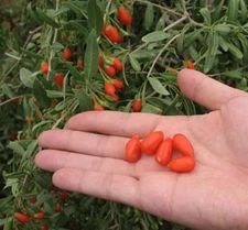 Big Lifeberry Goji Berry Plant - Lycium - 4" Pot - Proven Winners
