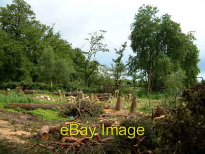Foto 6x4 Fällbäume Keston Mark Das waren die kultigen Bäume, die um 2005 waren
