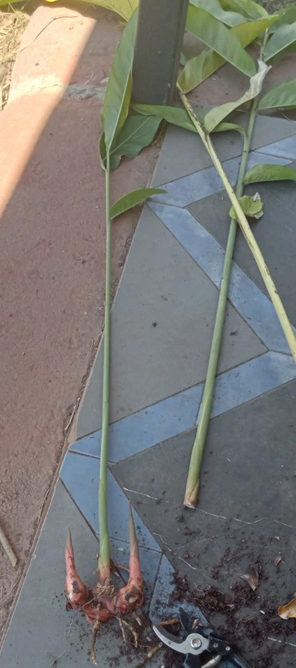 2 X pots Plant Galangal Herb Organic(Alpinia galangal) culinary & medicinal - image 3 of 4