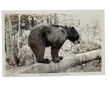 Dryden Ontario Canada RPPC Black Bear on Log Black & White Photo Postcard Unused