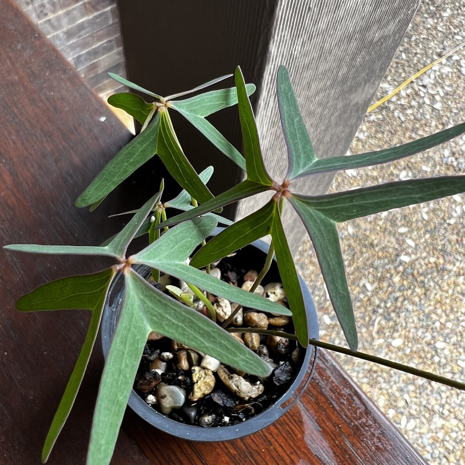 Oxalis stipularis SUMMER GROWER Plant For Sale!! eBay