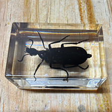 Beetle Insect Specimen Encased in Clear Resin...