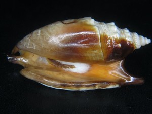 STROMBUS ARATRUM: SUPER DARK COLORFUL AUSTRALIAN GIANT @ 78.11MM W/OPERCULUM!