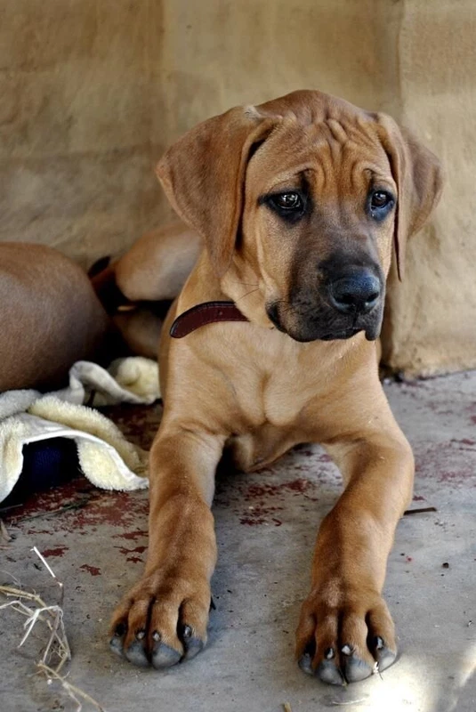 Wanted Great Dane X Puppy Dogs Puppies Gumtree Australia Brisbane North West Brisbane City 1249887027