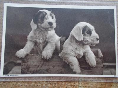 Vintage Postkarte 2 süße alte englische Schäferhunde Welpen Hunde Echtfoto s/w gerade eingetroffen