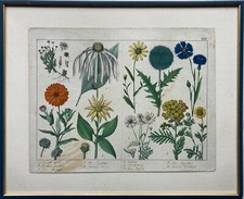 Incisione Antico Color Botanica Fiori di Campo Camomilla Regnfang 42,5 X 52,5 CM