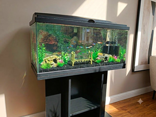 70L Glass Rectangular Freshwater Fish Tank with Black Stand Cabinet 78Lx29W (CM)