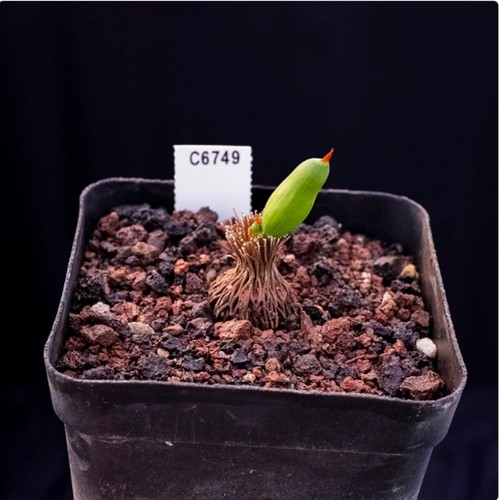 Cactus Succulent Plant Micranthus tubulosus beautiful Garden Plant 0.5-1cm - Picture 7 of 12