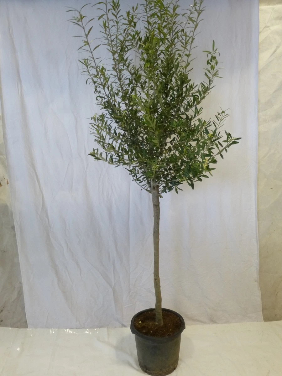 hhe thuja Thuja 'Smaragd'  planta de seto de hoja perenne, 6 plantas por metro,  maceta de 17 cm, 60 cm de altura