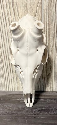 3d printed roe deer skull kit 
