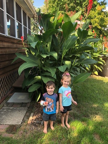 TEN + Giant Red Canna Lilly Rhizomes/Tubers