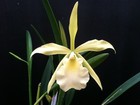 Blc. Gohl Lee `Golden Doll' Cattleya Orchid Plant