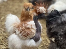 6 Showgirl Silkie Hatching Eggs! RARE & UNIQUE! Designer Colors!  SHIPS FAST!