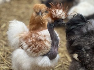 10+ “Showgirl” Silkie Chicken Hatching Eggs! RARE & UNIQUE! SHIPS FAST!