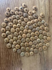 Acorn Caps, Red Oak, One Pound