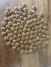 Acorn Caps, Red Oak, One Pound