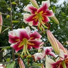 1 - Giant Hybrid Lily LESLIE WOODRIFF Flower Bulb - Abundance of Blooms