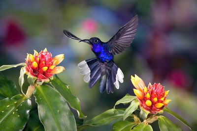 3 -D - Ansichtskarte: Purpurdegenflügel -Kolibri  - Violet Sabrewing, Costa Rica